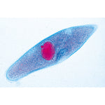 Protozoa - English Slides