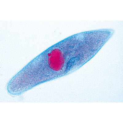 Protozoa - English Slides