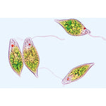 Protozoa - English Slides