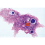 Protozoa - English Slides