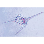 Protozoa - English Slides