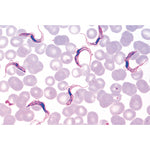 Protozoa - English Slides