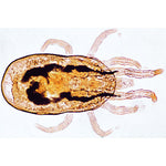 Arachnoidea and Myriapoda - English Slides