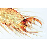 Arachnoidea and Myriapoda - English Slides