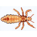 Insect (Insecta) - English Slides