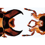 Insect (Insecta) - English Slides