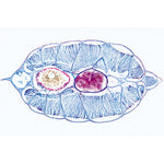 Cephalochordata (Acrania) - English Slides
