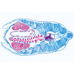 Cephalochordata (Acrania) - English Slides