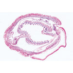Cephalochordata (Acrania) - English Slides