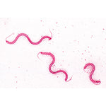Bacteria Set - 25 Slides