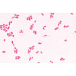 Bacteria Set - 25 Slides