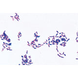 Bacteria Set - 25 Slides