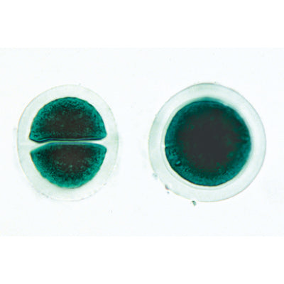 Algae - English Slides