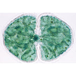 Algae - English Slides