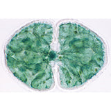 Algae - English Slides