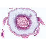Pteriodophytes (Ferns and Fern Allies) - English Slides