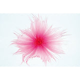 Angiospermae II. Cells and Tissues - English Slides