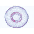 Angiospermae Roots Set- 15 Slides