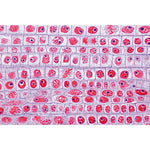 Angiospermae Roots Set- 15 Slides