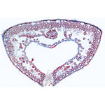 Angiospermae V. Leafs - English Slides