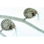 Angiospermae V. Leafs - English Slides