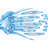 Angiospermae VI. Flowers - English Slides