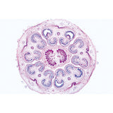 Angiospermae VI. Flowers - English Slides