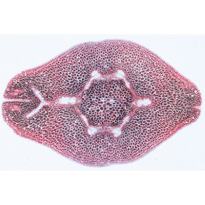 Angiospermae VII. Fruits and Seeds - English Slides