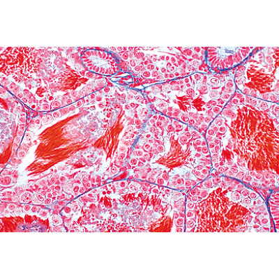 The Animal Cell - English Slides