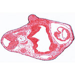 Frog Embryology (Rana) - English Slides