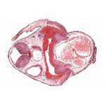 Frog Embryology (Rana) - English Slides