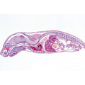 Pig embryology (Sus scrofa) - English Slides