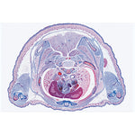 Pig embryology (Sus scrofa) - English Slides