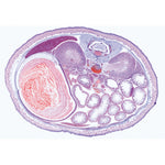 Pig embryology (Sus scrofa) - English Slides