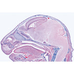 Pig embryology (Sus scrofa) - English Slides