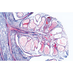 Pig embryology (Sus scrofa) - English Slides