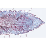 Pig embryology (Sus scrofa) - English Slides