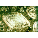 Thin Sections, Sedimentary Rocks
