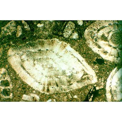 Thin Sections, Sedimentary Rocks
