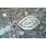 Thin Sections, Sedimentary Rocks