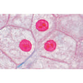Series I. Cells, Tissues and Organs - Spanish