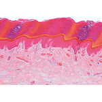 Series I. Cells, Tissues and Organs - Spanish