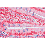 Series I. Cells, Tissues and Organs - Spanish