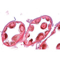 Series II. Metabolism - French