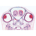 Series III. Organs of Sense - French