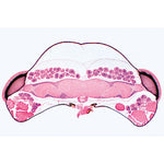Series III. Organs of Sense - French