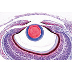 Series III. Organs of Sense - French