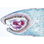 Series III. Organs of Sense - French