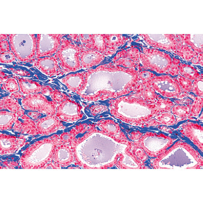 Series IV. Hormone Organs and Hormonal Function - German Slides