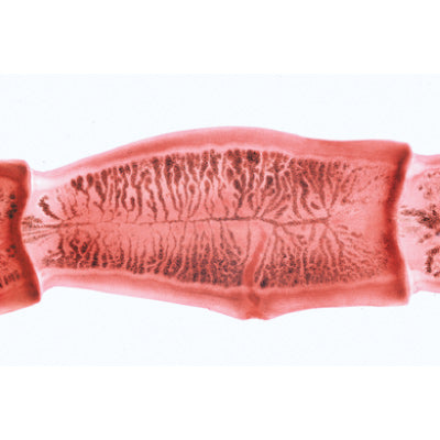 Series V. Genetics, Reproduction and Embryology - French